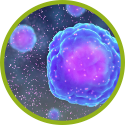 immune cells.png